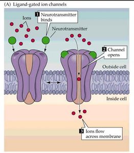 Ligand-gated ion channel mechanism