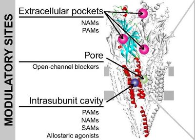 Allosteric and orthosteric binding sites on LGICs