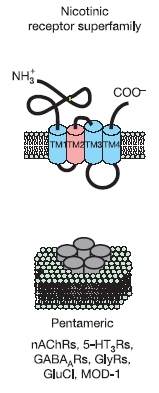 Cys-loop receptor structure