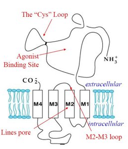 Cys-loop receptor subunit structure