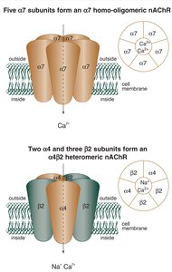 Cys-loop receptor domains