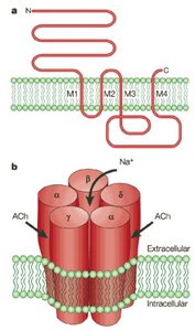 nAChR structure and function