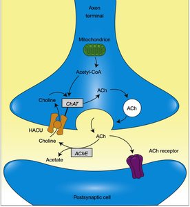 AChE regulation of nAChR