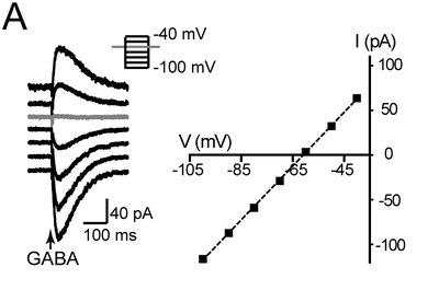 GABA-activated current and I-V relationship