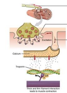 Neuromuscular junction and excitation
