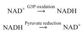 NAD+ and NADH recycling in glycolysis and fermentation