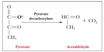 Pyruvate decarboxylase reaction: pyruvate to acetaldehyde and CO2