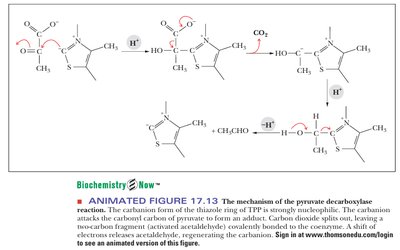 Mechanism of pyruvate decarboxylase reaction with TPP