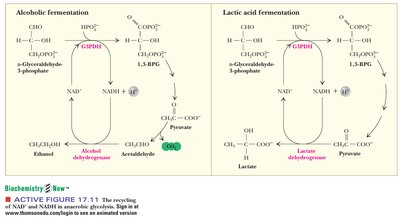 Comparison of alcoholic and lactic acid fermentation pathways