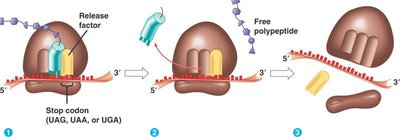Translation termination and release of polypeptide