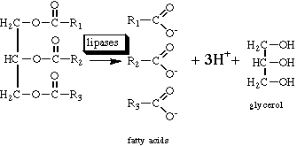 Hydrolysis of triacylglycerol by lipases to fatty acids and glycerol