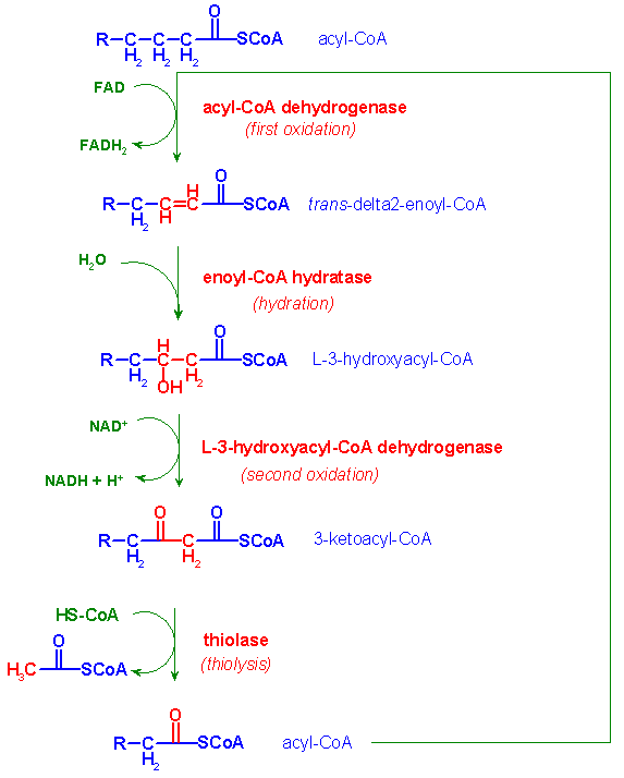 Steps of β-oxidation of fatty acids
