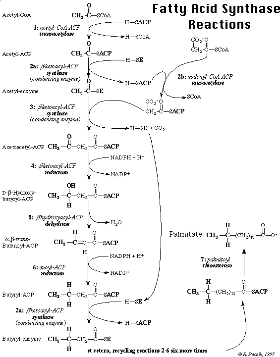 Fatty acid synthase reactions