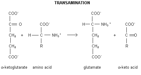 Transamination reaction between amino acid and α-ketoglutarate