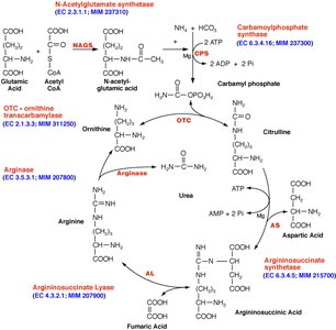 Urea cycle reactions and intermediates