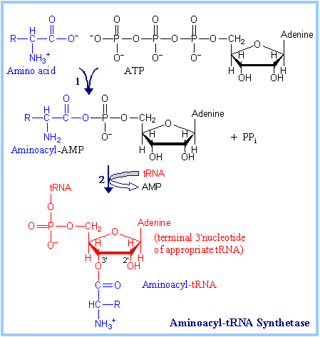 Aminoacyl-tRNA synthetase reaction