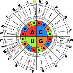 Circular genetic code chart
