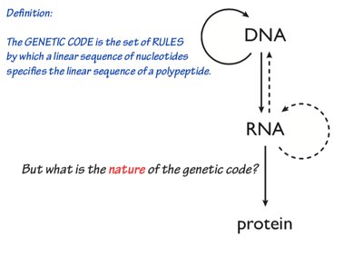 Central dogma: DNA to RNA to protein