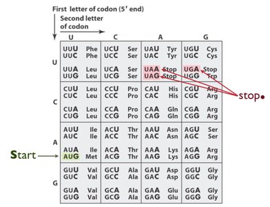 Genetic code table with start and stop codons