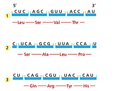 Reading frames in mRNA translation