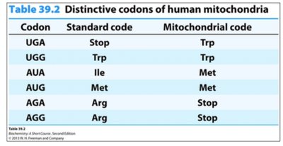 Distinctive codons of human mitochondria