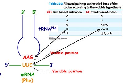 Wobble hypothesis diagram