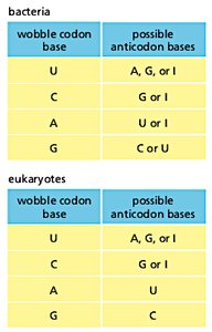 Wobble base pairing table