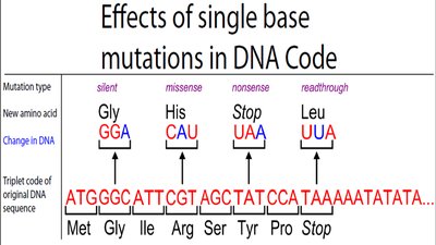 Effects of single base mutations in DNA code