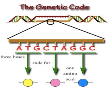 Diagram showing three bases code for one amino acid