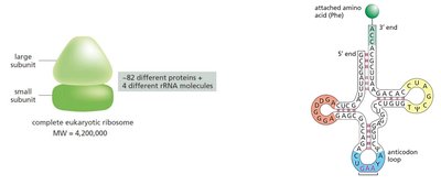 Ribosome structure and tRNA binding sites