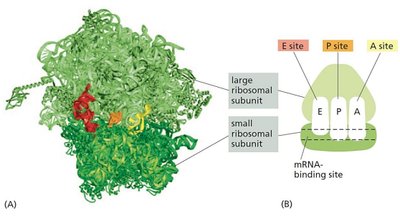 Ribosome with A, P, E sites
