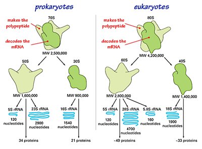 Prokaryotic vs eukaryotic ribosomes