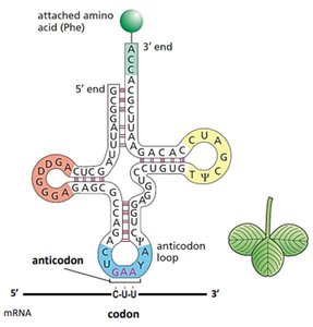 tRNA structure and charging