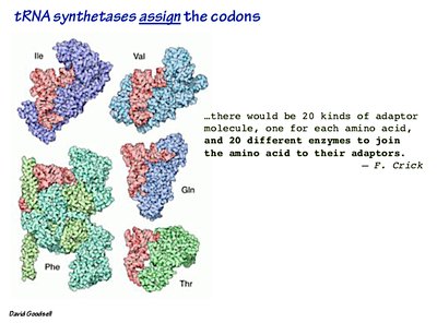 Aminoacyl-tRNA synthetase