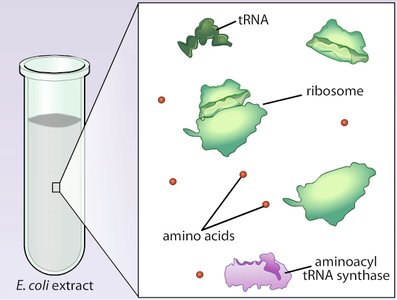 E. coli extract with translation components
