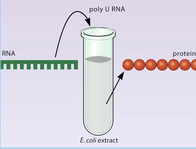 Addition of poly U RNA to E. coli extract produces protein