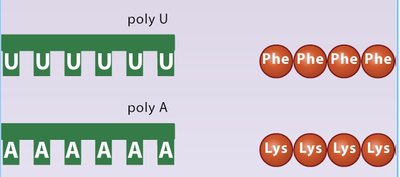 Poly U and Poly A experiments