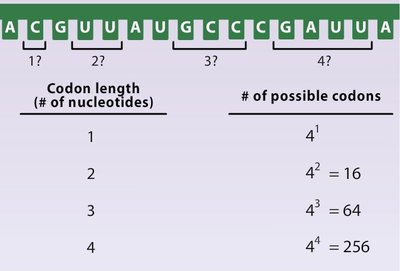 Table showing possible codon combinations by codon length