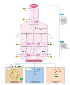 Overview of glycolytic pathway, showing the two phases and the sequence of reactions