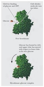 Induced-fit mechanism of hexokinase: conformational change upon glucose binding