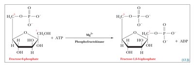 Phosphorylation of fructose-6-phosphate to fructose-1,6-bisphosphate by PFK-1