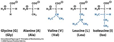 Fischer projection of L- and D-serine