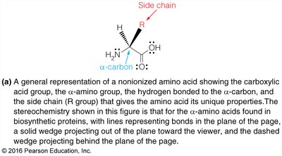 General structure of an α-amino acid