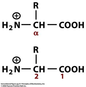 Numbering of carbon atoms in amino acids