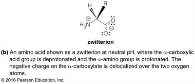 Zwitterion form of an amino acid