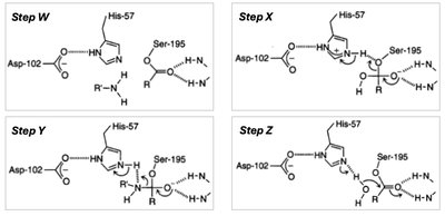 Chymotrypsin mechanism steps