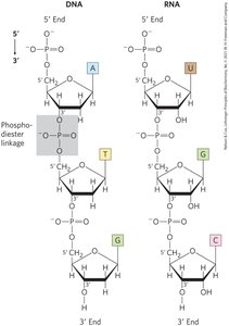 Structure of DNA and RNA nucleotides and phosphodiester linkage