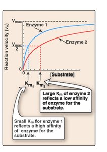 Michaelis-Menten plot comparing two enzymes