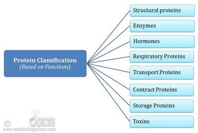 Protein classification based on functions