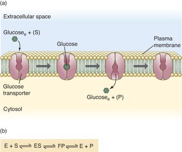 Transporters and enzymes comparison